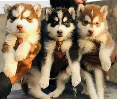 husky whollycaot blue eyes puppies available
