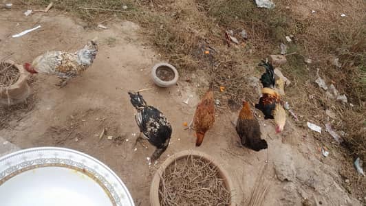 chota manawala waheed garden