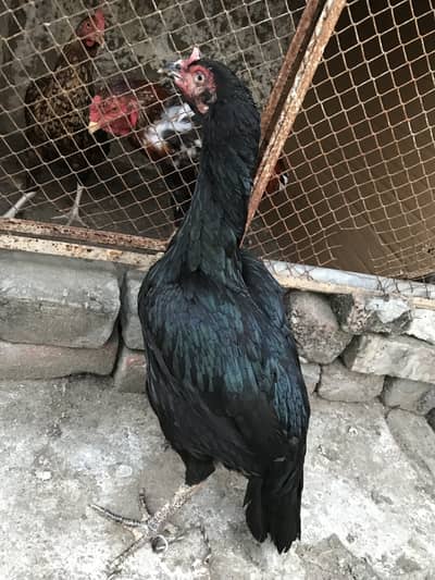 Aseel madi O33Z 33 I6I 33 whattsapp or phone