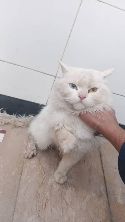 Persian cat for sale