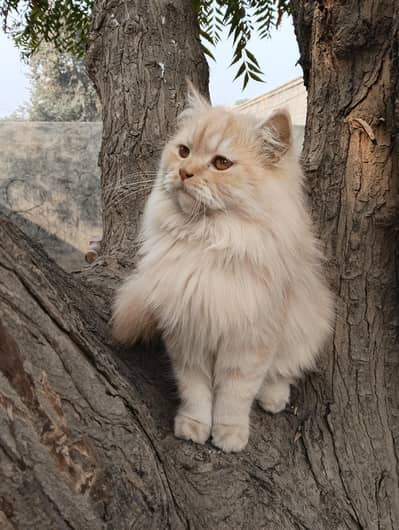 beautiful persion cat
