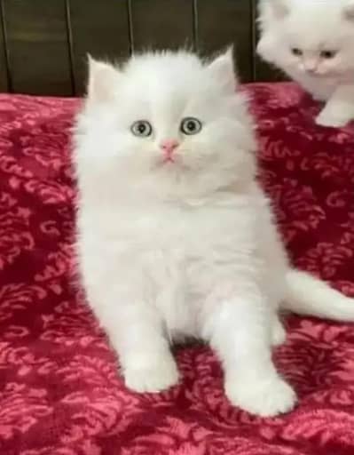 Persian cat triple quote 5 face mein later train