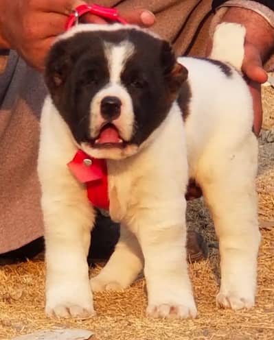 Alabai Dog| King Alabai | Alabai puppy| Alabai | Alabai