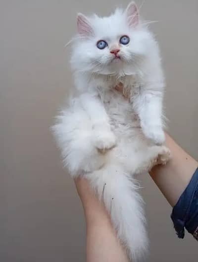persian kitten Punch face triple code for sale