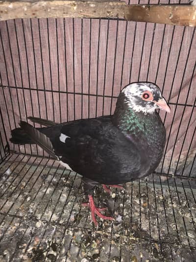 Multani maina breeder female for sale