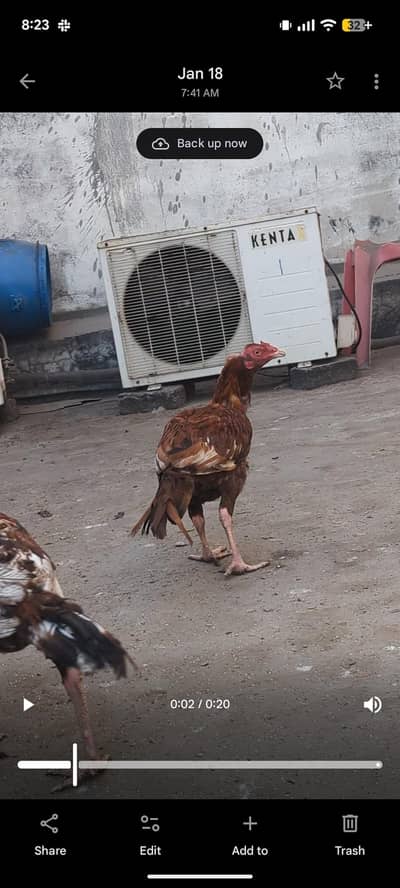 Pure Aseel pathy available