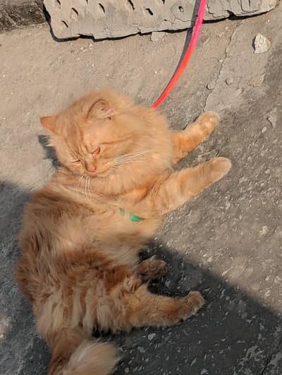 pair available male and female