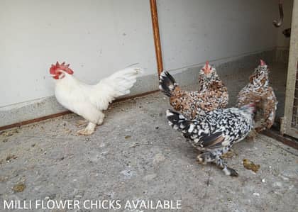 CHICKS AVAILABLE