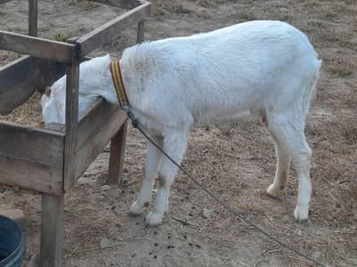 rajan por nasal goat