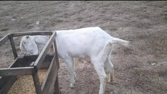 rajan por nasal goat