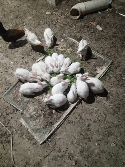 3 ماہ سے 1 سال تک کے ہیں