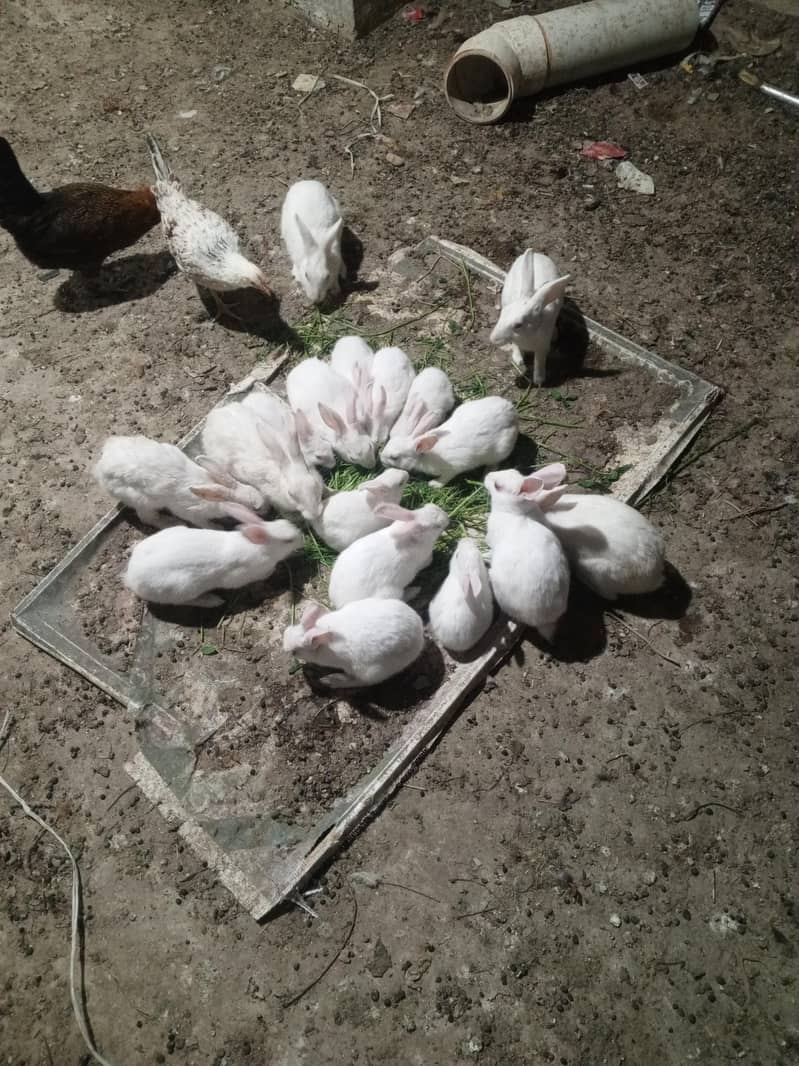 3 ماہ سے 1 سال تک کے ہیں 0