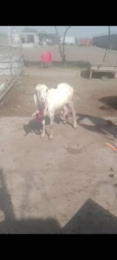 Female Goat | Beetal bakri | Goat