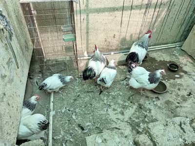 3 piece h 1 murgha 2 murghi