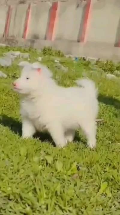 Russian puppies dog for sale