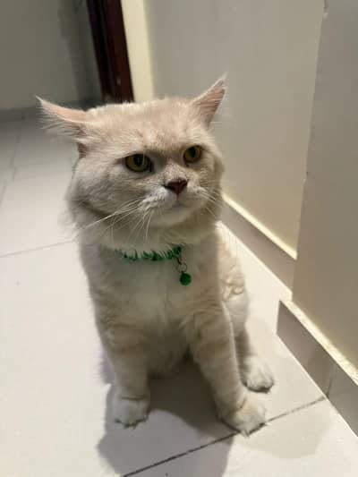 Turkish neutred male cat playful 1.8 months around