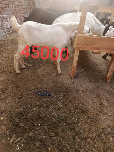 kurbani ka Lea Bakra for sale