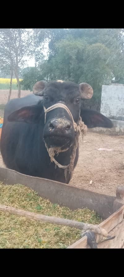Pregnant Buffalo for sale