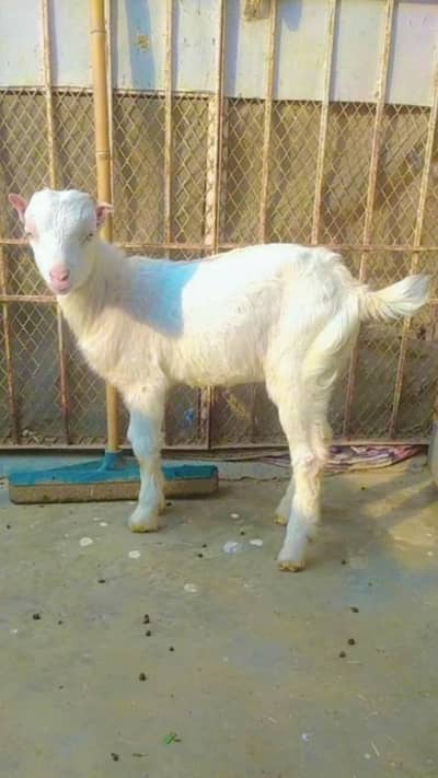 Teddy bakra White eyes  pointed Ear's top quality