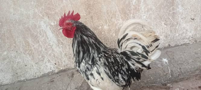 Bantam Male
