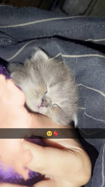 persian kitten