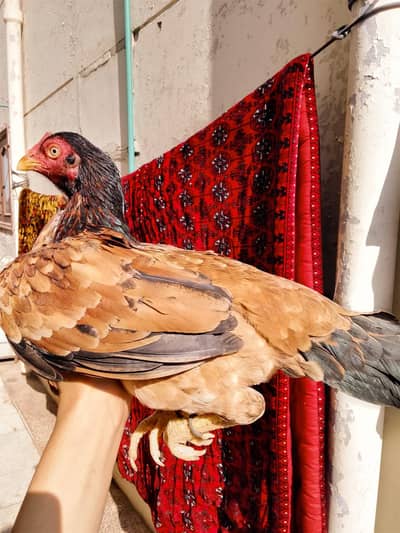 high quality aseel amroha breed pathi