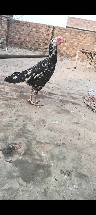 Aseel Murge for sale ando ka lea full tayar ha