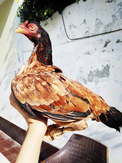 high quality mianwali amroha aseel breed pathi