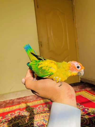 Mashallah Different Types Parrots Chicks Available