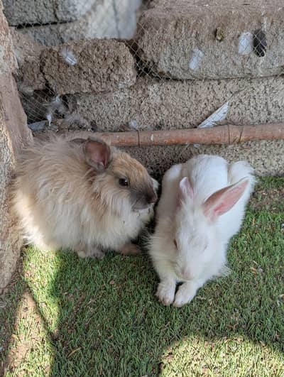 Beautiful fancy rabbit