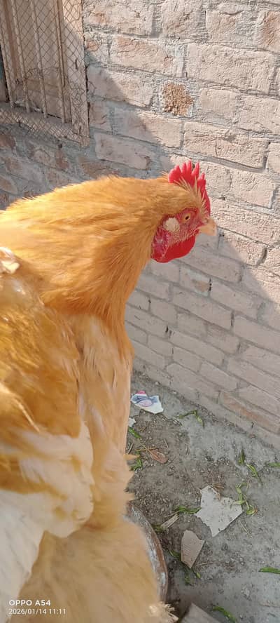 golden buff heavy male white java pair fawn female zebra finches