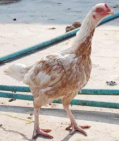 Aseel Morghiyan for sale   اصیل مرغیاں برائے فروخت