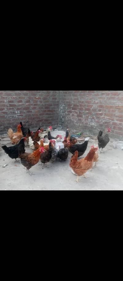 Egg wali hens Dastyaab hain 03441403150