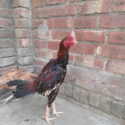 Premium Aseel Pair – 9 Months Old