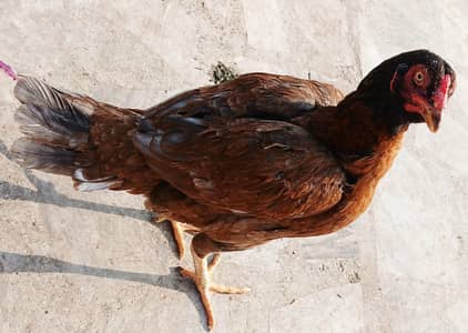 Aseel Morghiyan for sale   اصیل مرغیاں برائے فروخت