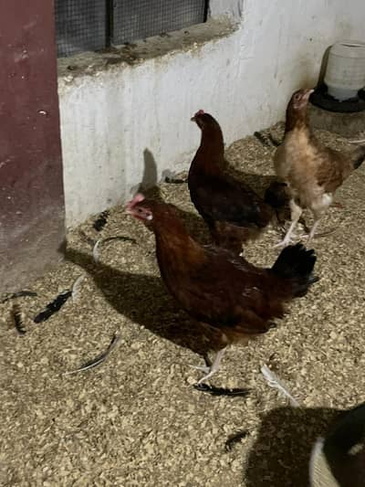 desi hens  for sale