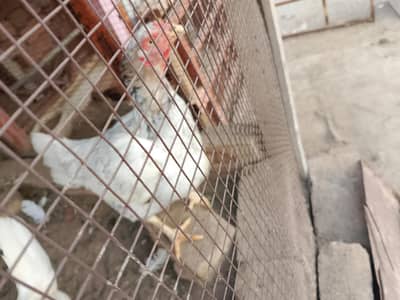 Kasni heera mix aseel murgi