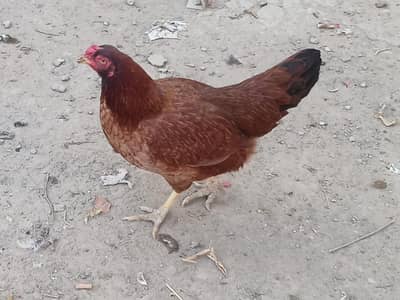pure desi hen