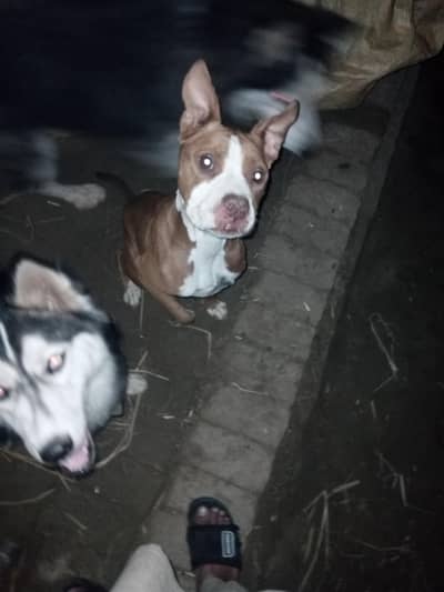 confrim pregnant female crossing ki video available