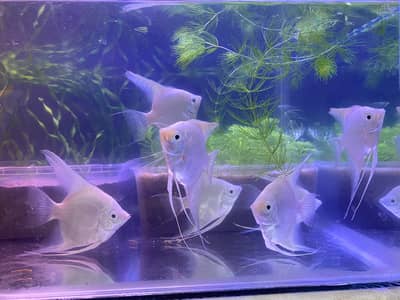 PLATINUM ANGEL FISH