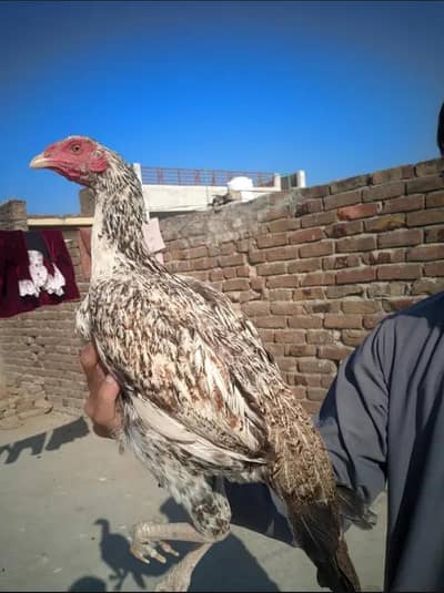 Aseel.     Pure Desi hen aseel cross