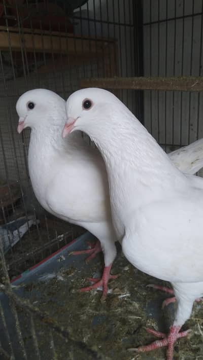 fancy Pigeons for sale