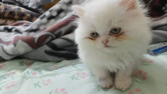 White Extreme Punch Persian Kitten – Grey Eyes