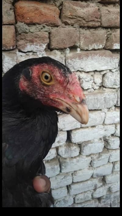 Pure Aseel Lasani pair for sail 03136035820 03066186493