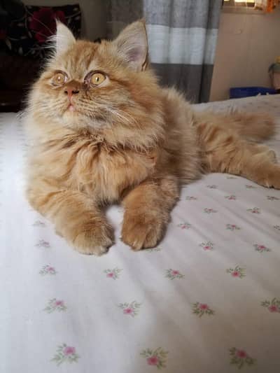 pure Persian kitten looking for a new home