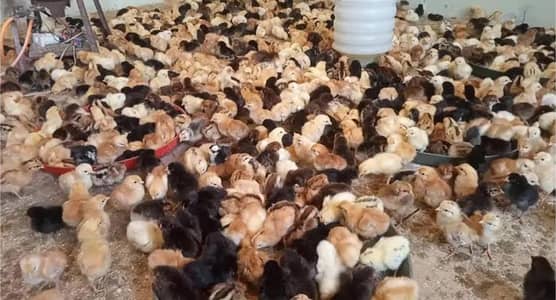 Desi golden misri chicks