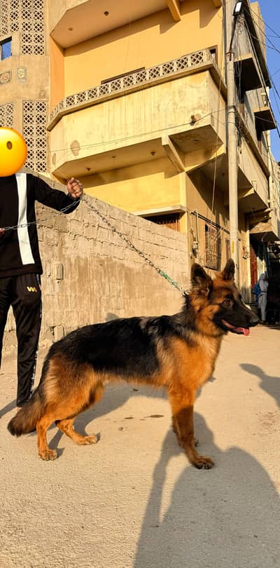 German Shepherd Long Coat Pedigree Female