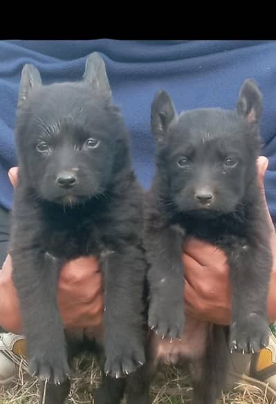 Balck Shepherd Dabal coat male female for sale