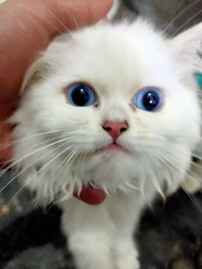 Percian cat baby and pair