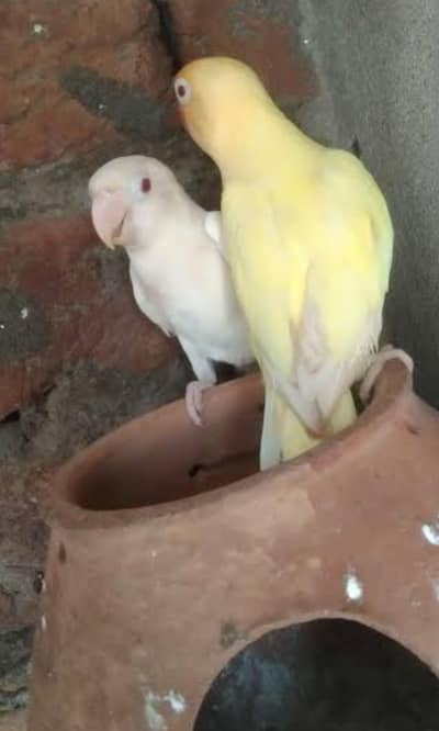 love bird creamino x albino